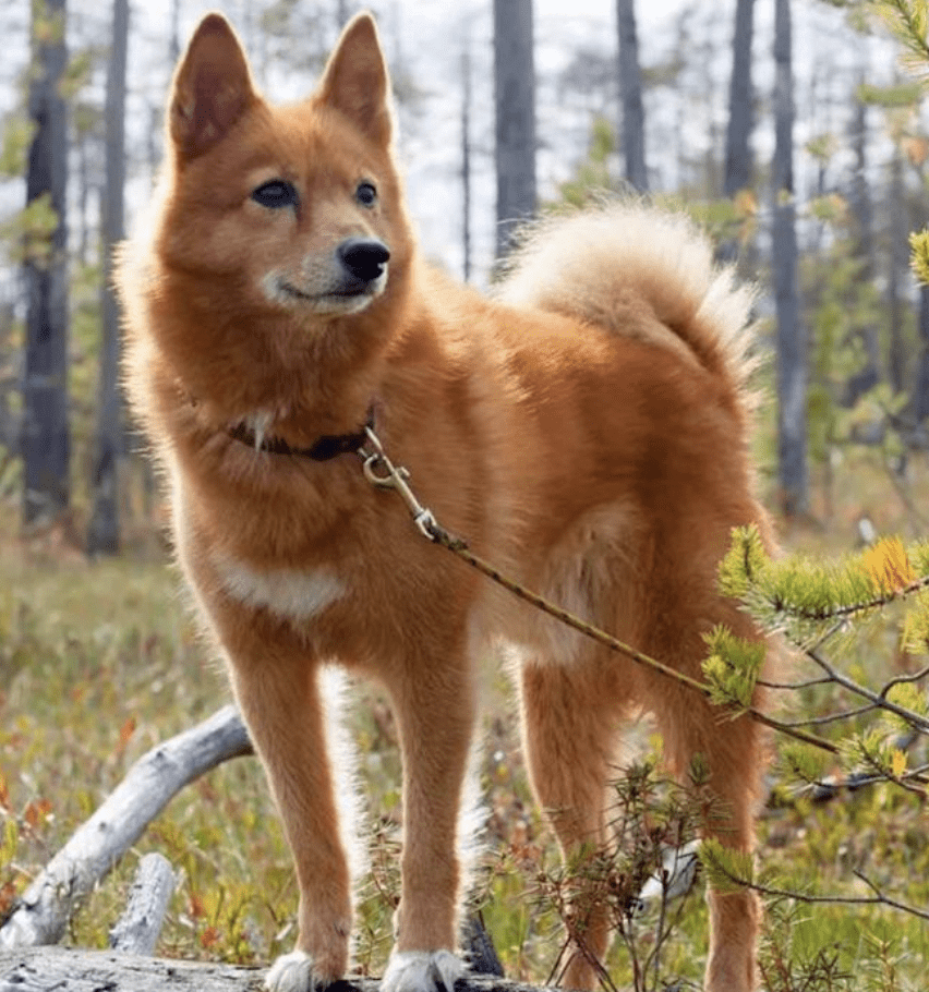 image-of-Finnish-Spitz